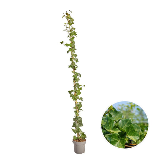 Hedera Hibernica - Klimop - Gestokt - ↨150 - 175 cm