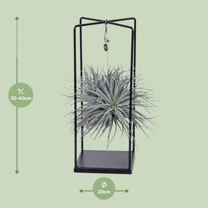 Tillandsia Cube Mix 1 stuk - Ø20cm - ↕20cm