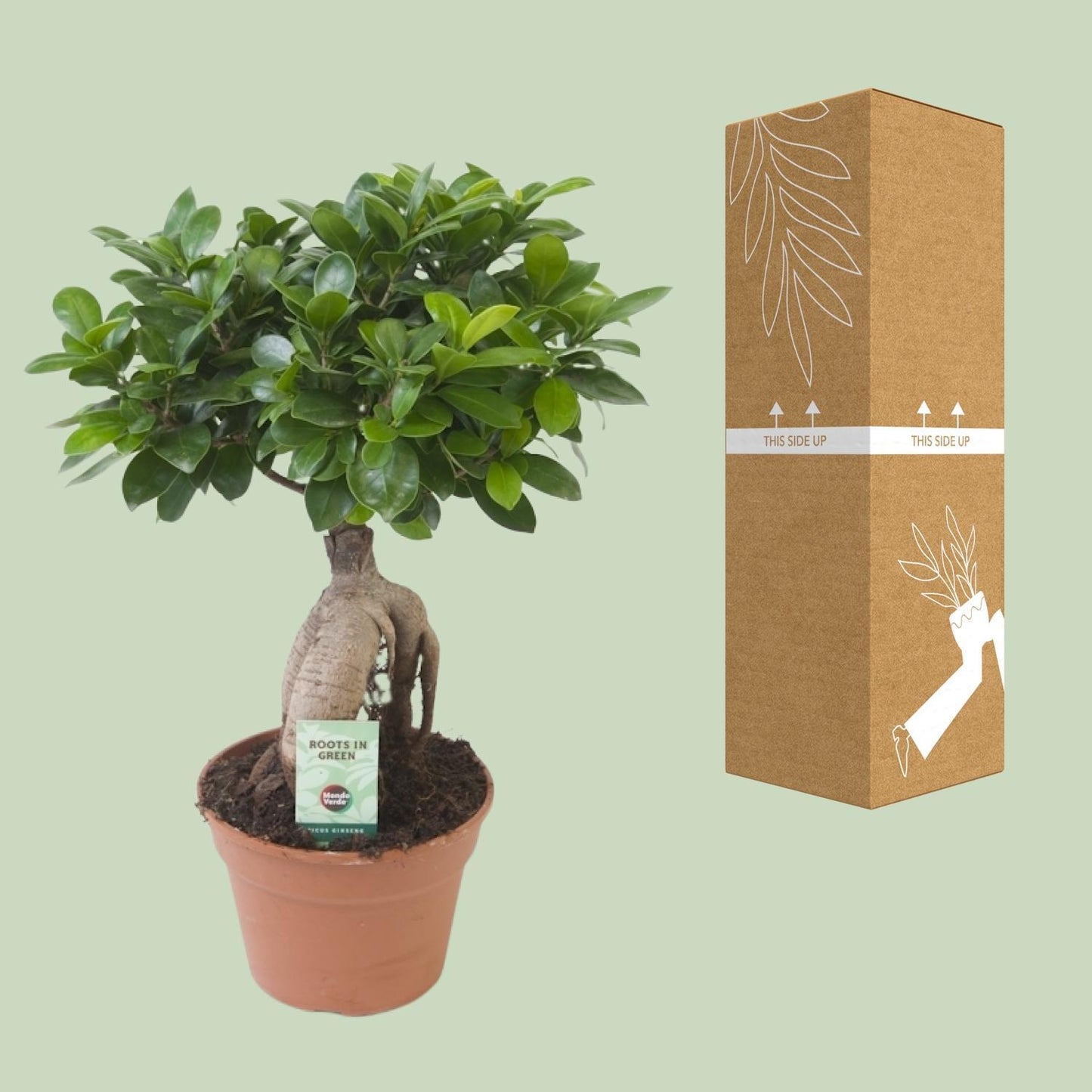 Ficus Ginseng - Ø17cm - ↕40cm