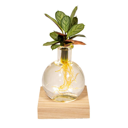 Calathea in Samoa glas met LED verlichting - Ø12cm - ↕10cm