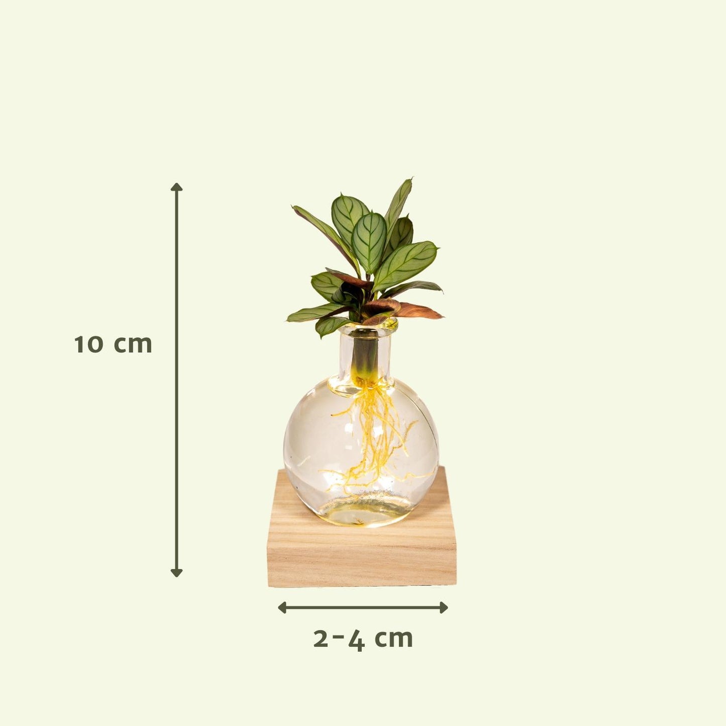 Calathea in Samoa glas met LED verlichting - Ø12cm - ↕10cm