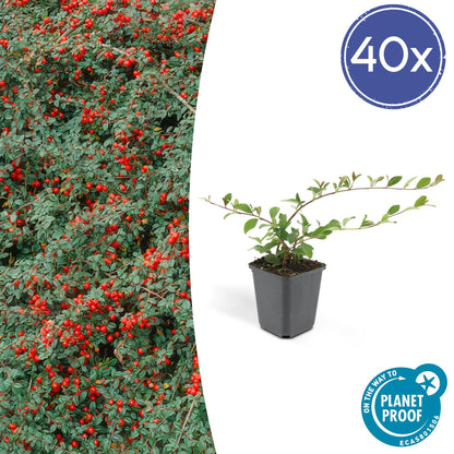 Cotoneaster dammeri - ↕10-25cm - Ø9cm - 40x