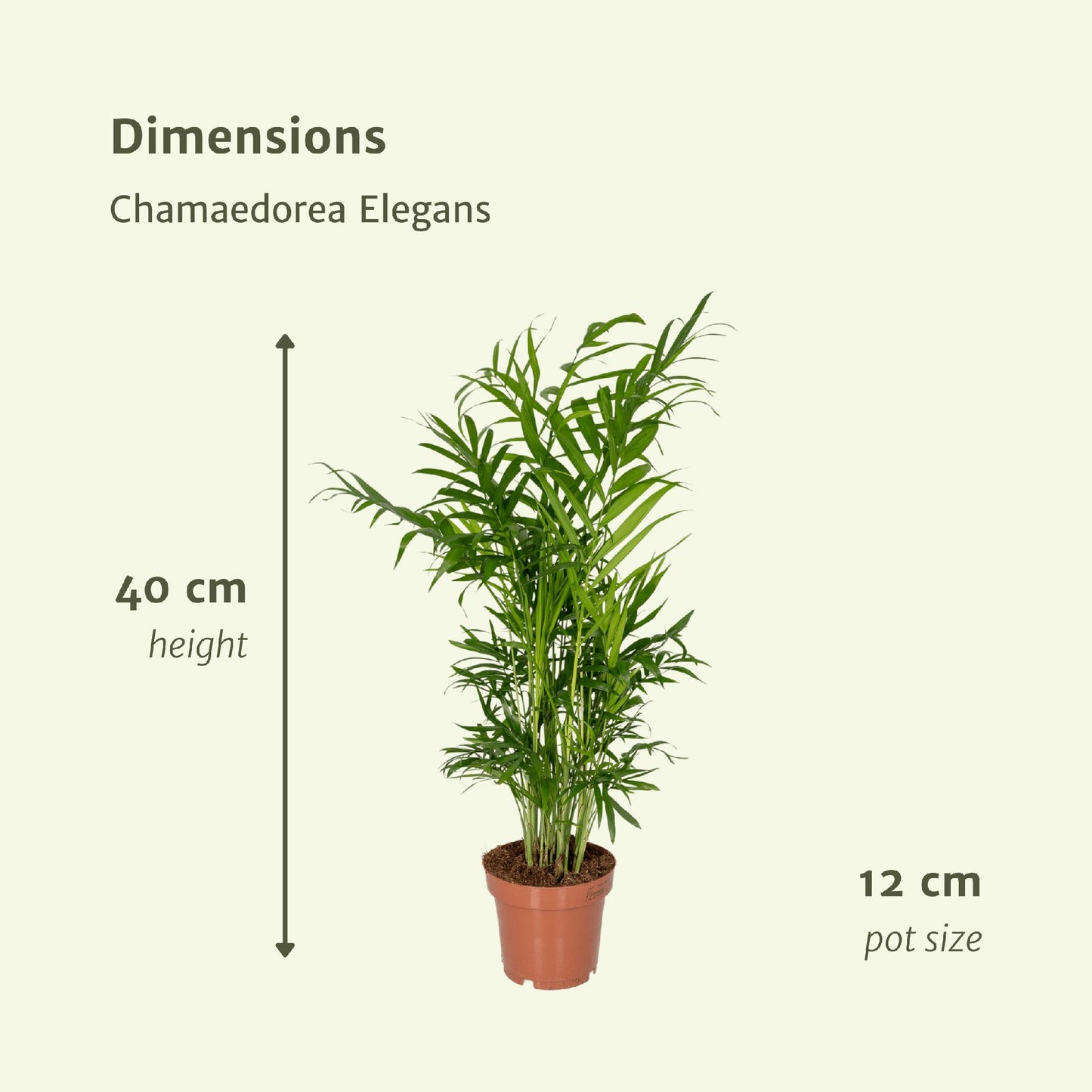 Chamaedorea Elegans (Mexicaanse Bergpalm) - 2 stuks - Ø12cm - ↕40cm