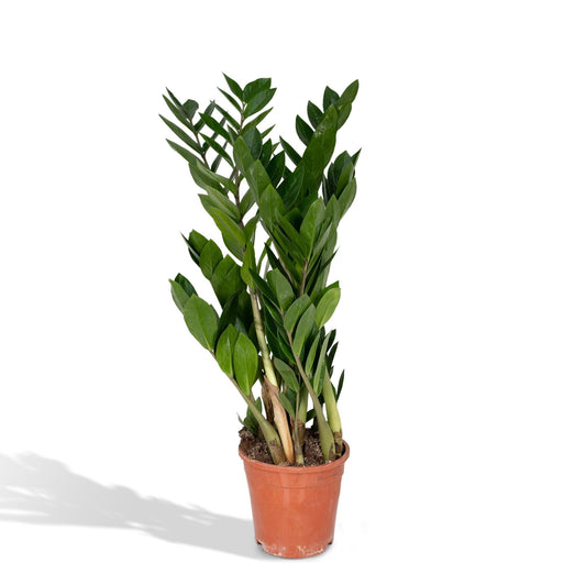 Zamioculcas Zamiifolia - Ø17cm - ↕70cm