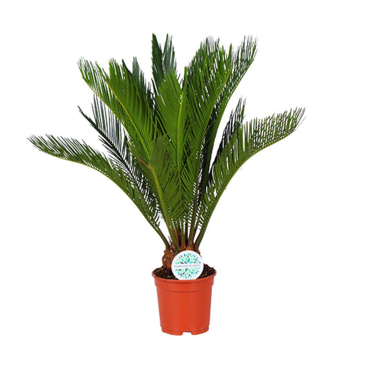 Cycas Revoluta - Ø17cm - ↕70cm