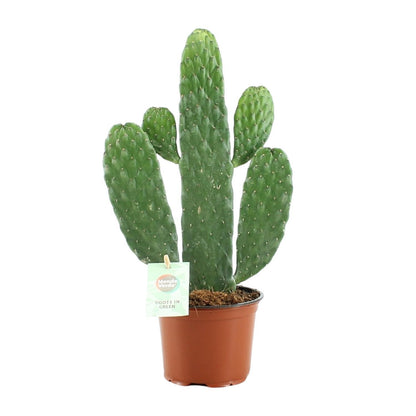 Opuntia Rubescens Consolea - Ø12cm - ↕35cm