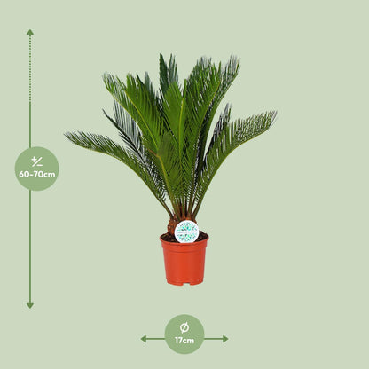 Cycas Revoluta - Ø17cm - ↕70cm