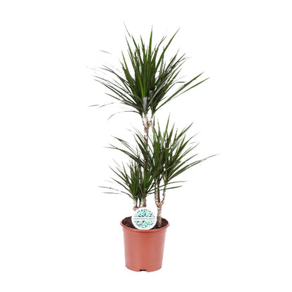 Dracaena Marginata - Ø21 - ↨115cm