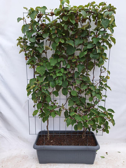 Actinidia deliciosa 'Jenny' - Kiwiplant - Kant-en-Klaar Haag - 120 x 40 x 180 cm