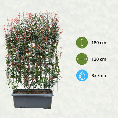 Photinia Fraseri 'Carré Rouge' - Glansmispel - Kant-en-Klaar Haag - 120 x 40 x 180 cm