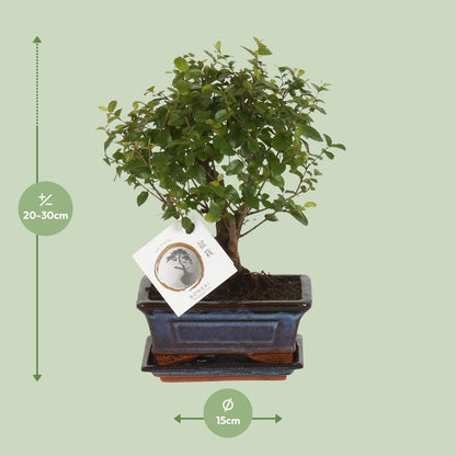 Bonsai Bol Vorm - Ø15cm - ↕30cm