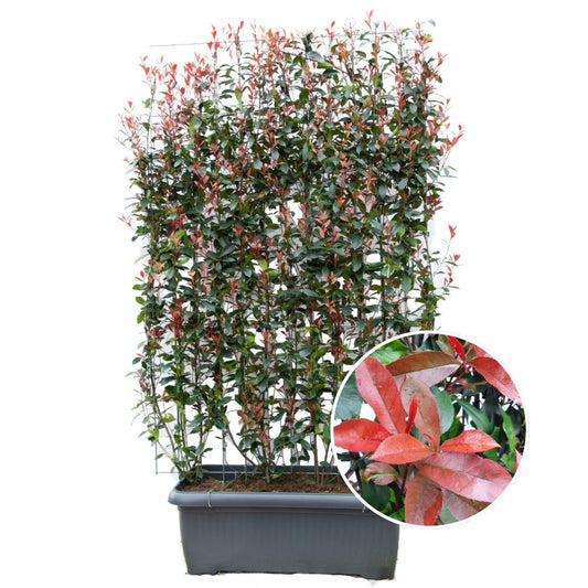 Photinia Fraseri 'Carré Rouge' - Glansmispel - Kant-en-Klaar Haag - 120 x 40 x 180 cm