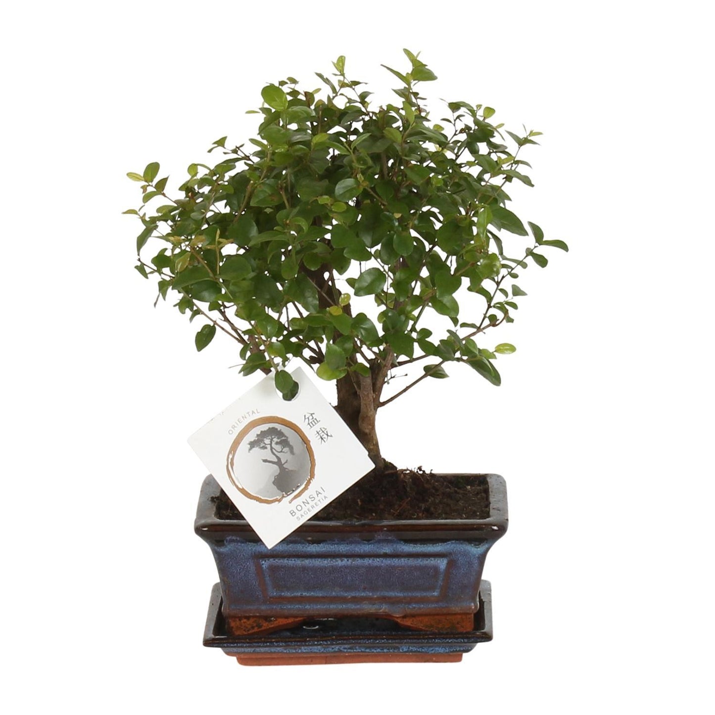 Bonsai Bol Vorm - Ø15cm - ↕30cm