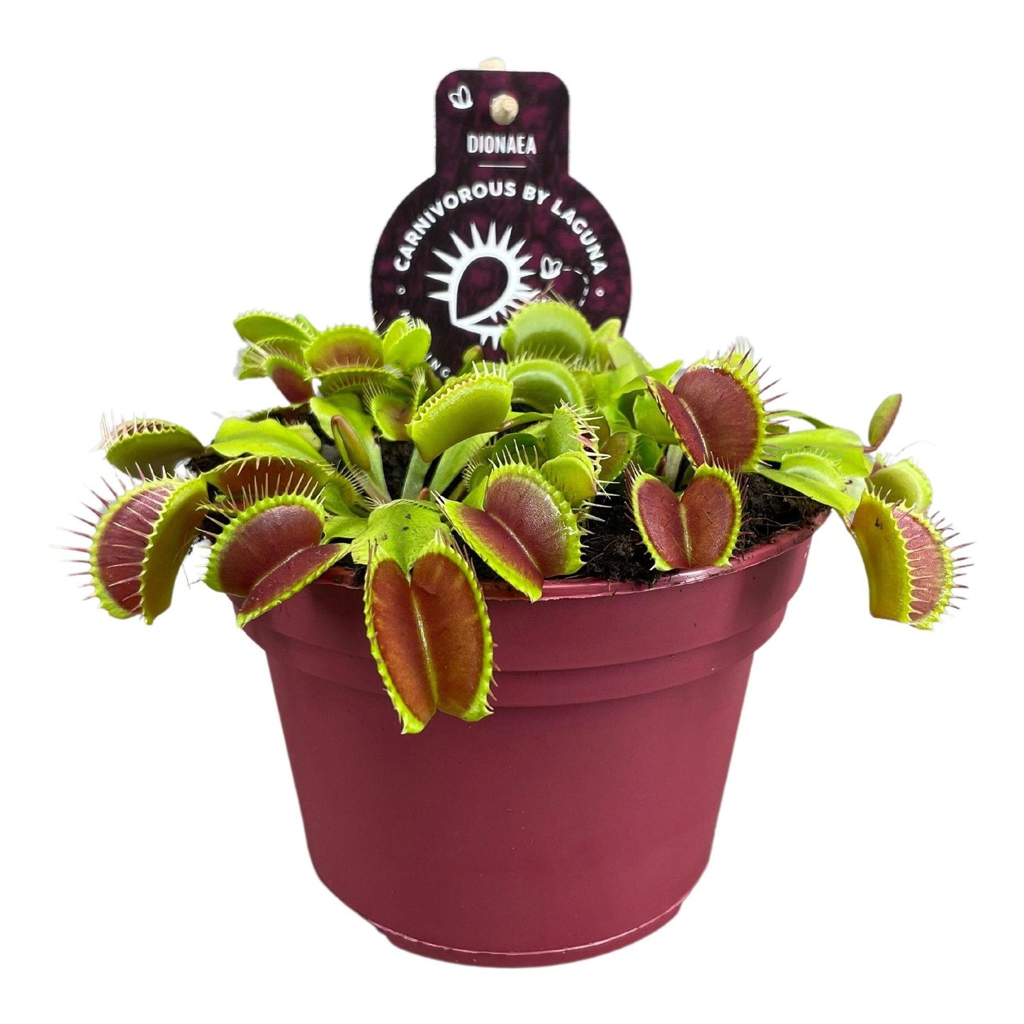 Dionaea Muscipula - Ø12 ↕12