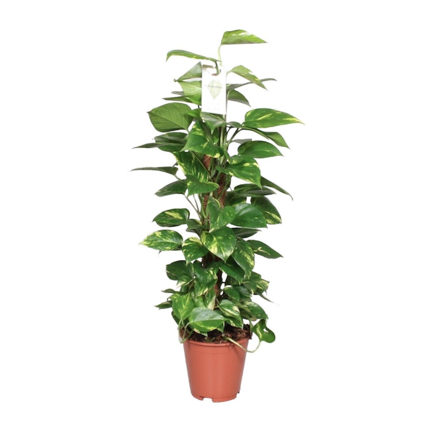 Epipremnum Pinnatum Ø19cm - ↕80cm