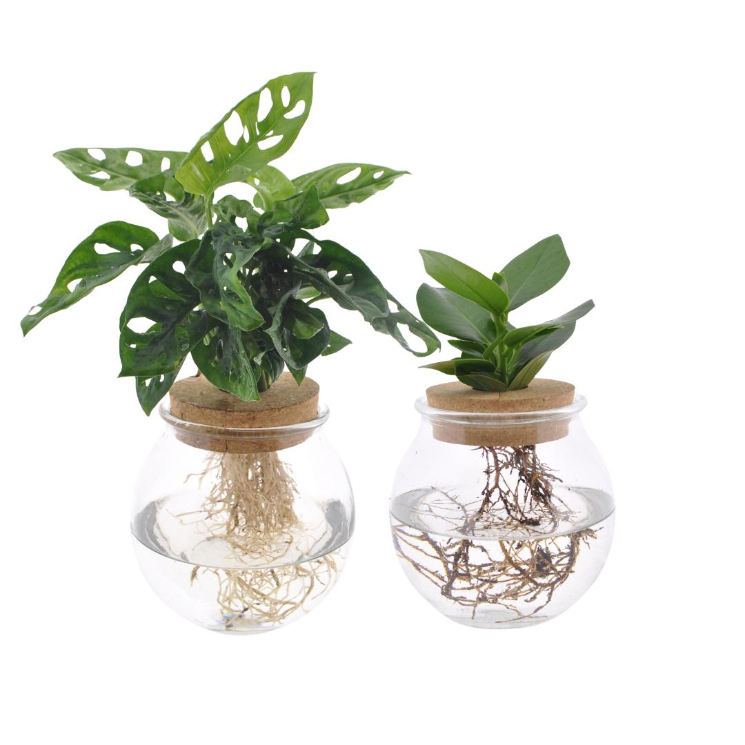 Bolglas Duo Monstera Adansonii/Clusia - 2 stuks - Ø12cm - ↕30 cm