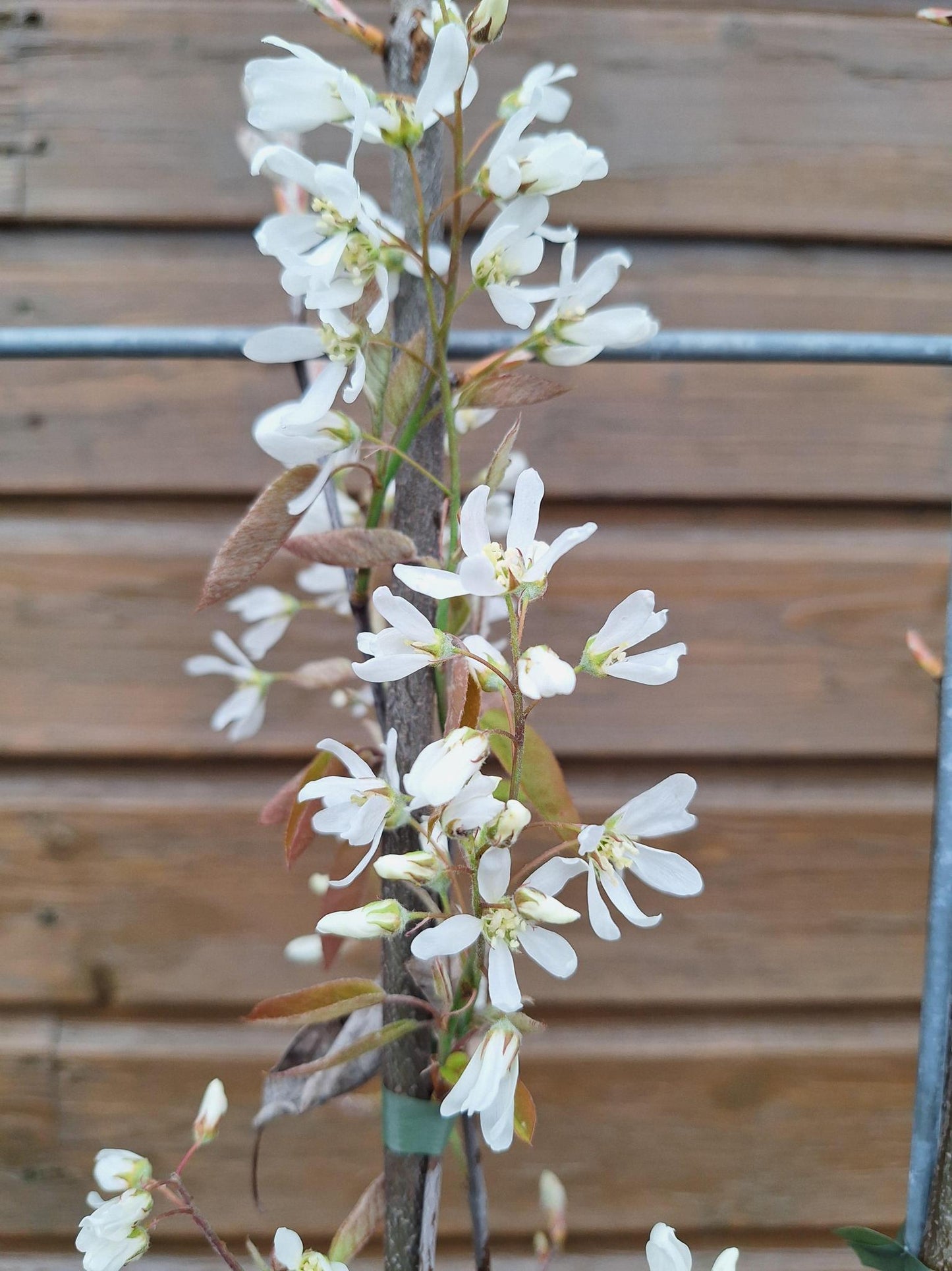 Amelanchier lamarckii - Krentenboom - Kant-en-Klaar Haag - 120 x 40 x 180 cm