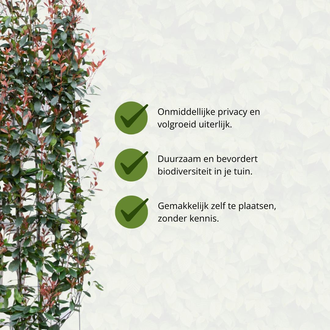 Photinia Fraseri 'Carré Rouge' - Glansmispel - Kant-en-Klaar Haag - 120 x 40 x 180 cm