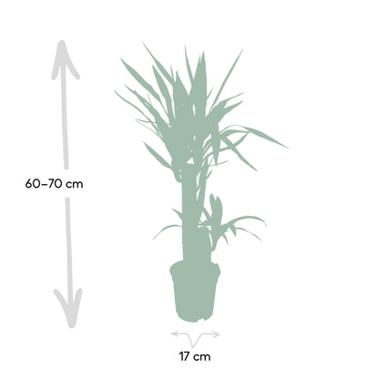 Yucca Elephantipes - Ø17 - ↨85cm