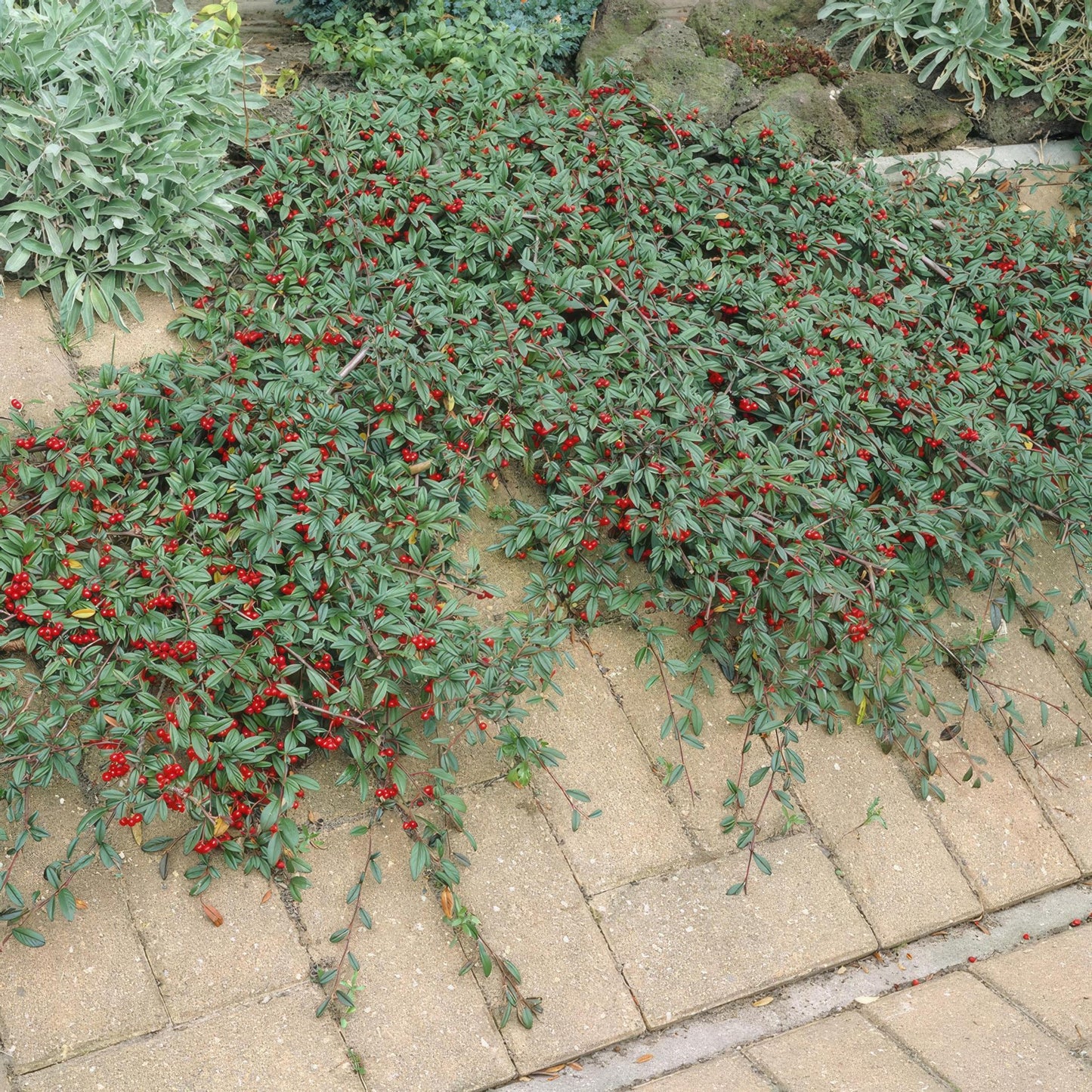 Cotoneaster dammeri - ↕10-25cm - Ø9cm - 20x