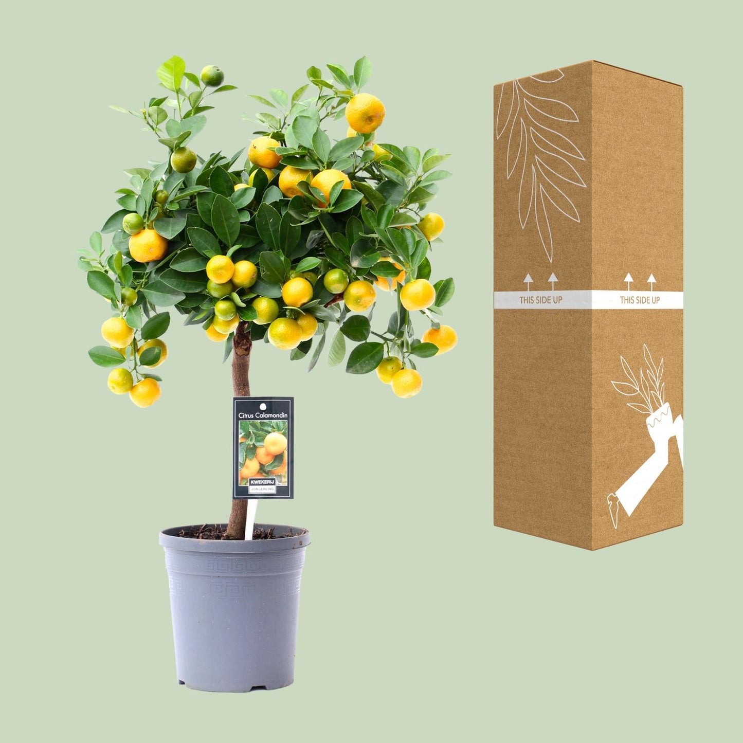 Citrus Calamondin - Ø15cm - ↕45cm